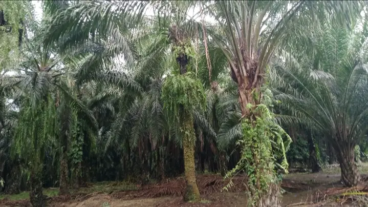 Berkah Sawit, Petani Plasma PT.KLS Bisa Kuliahkan Anak Hingga S2, Begini Kisah Suksesnya
