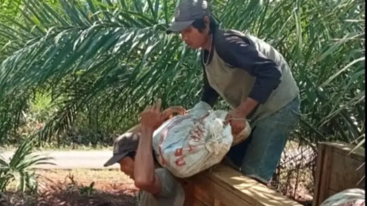 Dulu Hidup Susah, Kini Jadi Jutawan, Kisah Sukses Petani Plasma PT.KLS Kebun Bantayan Banggai